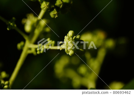 Aralia elata flower Aralia elata flower 80693462