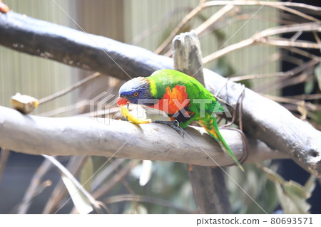 Campbell Town Wild Bird Forest Coconut Llorikeet 80693571