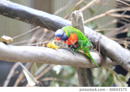 Campbell Town Wild Bird Forest Coconut Llorikeet 80693575