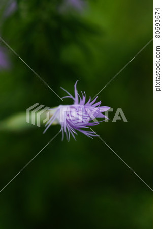 Nadeshiko bud 80693674