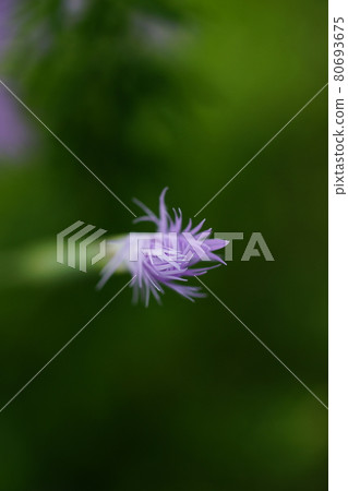 撫子芽 撫子芽 80693675