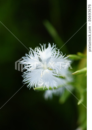 Nadeshiko(白花) Nadeshiko(白花) 80693676