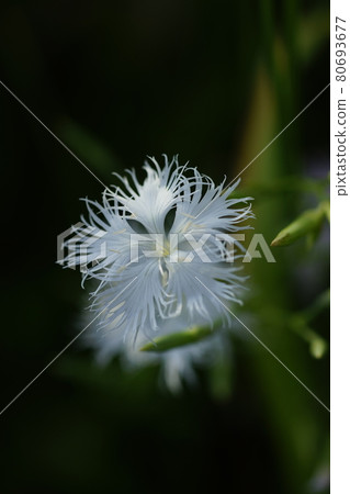 Nadeshiko(白花) Nadeshiko(白花) 80693677