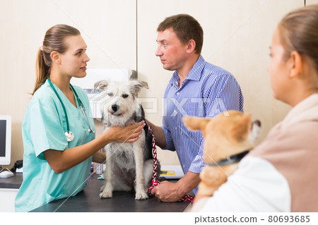 Woman vet examines a dog in clinic Woman vet examines a dog in clinic 80693685