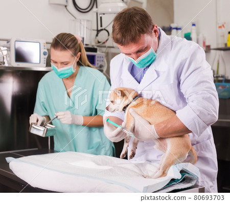 Dog on the operating table in a veterinary clinic Dog on the operating table in a veterinary clinic 80693703