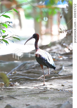 Campbell Town Wild Bird Forest Glossy ibis 80693722