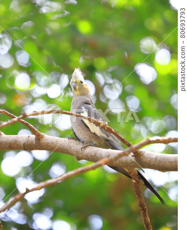 Campbell Town Wild Bird Forest Cockatiel Campbell Town Wild Bird Forest Cockatiel 80693793