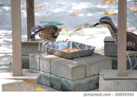 坎貝爾鎮 Wild Bird Forest 澳大利亞 Ishichidori 坎貝爾鎮 Wild Bird Forest 澳大利亞 Ishichidori 80693990