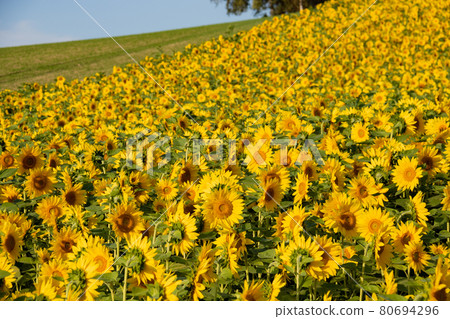 Sunflower in full bloom 80694296