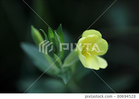 Affiliation 80694528