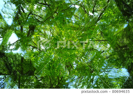 Summer park landscape (terreid scope) 80694635