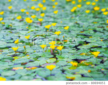 輕井澤湖花園淺砂 輕井澤湖花園淺砂 80694851
