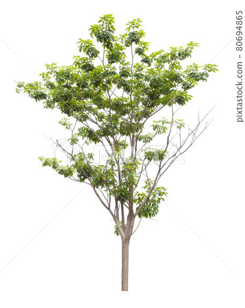 The freshness big green tree isolated on white. 80694865