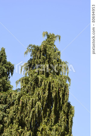 False cypress 80694953