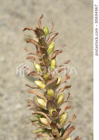 Balkan bears breeches 80694967