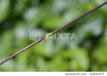 Silkvine Silkvine 80694975