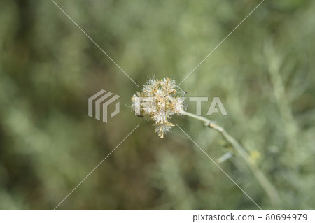 Italian everlasting seeds Italian everlasting seeds 80694979