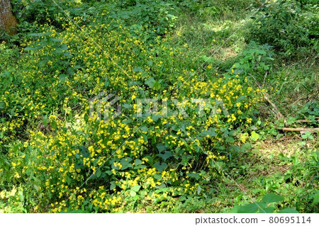 Youngia denticulata blooms in Yamano [Tsukui, Sagamihara City, November] 80695114