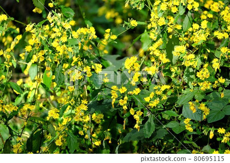 Youngia denticulata flower [Tsukui, Sagamihara City, November] 80695115