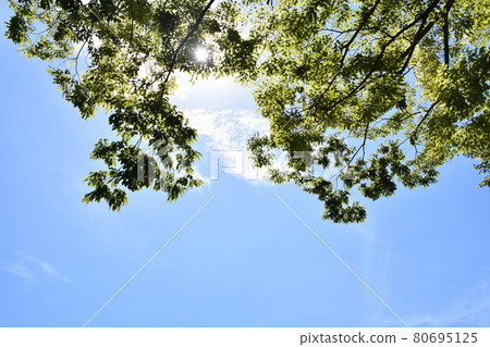 Forest trees floating in the summer sky 80695125