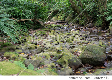 貓空 木柵 台灣 臺灣 臺北 台北 纜車 橋 茶園 茶田 石頭 地質 溪 80695319