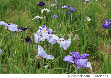 鳶尾花鳶尾花 鳶尾花鳶尾花 80695441