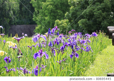 虹膜庭院風景 80695445