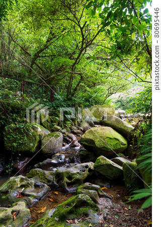貓空 木柵 台灣 臺灣 臺北 台北 纜車 橋 茶園 茶田 石頭 地質 溪 80695446
