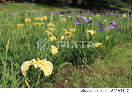 鳶尾花鳶尾花 80695447