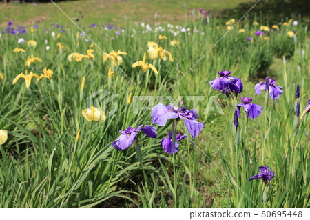 鳶尾花鳶尾花 80695448