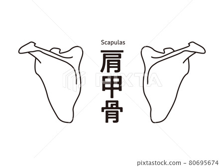 How to eliminate stiff shoulders Simple scapula diagram Peel off the scapula How to eliminate stiff shoulders Simple scapula diagram Peel off the scapula 80695674