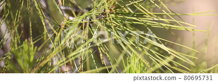 Branches of evergreen needles in forest closeup Branches of evergreen needles in forest closeup 80695731