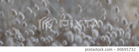 Miniature cereal plant in the field lagurus ovatus closeup Miniature cereal plant in the field lagurus ovatus closeup 80695732