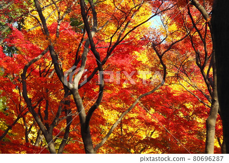 燃燒的秋天 80696287