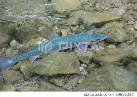 Blue background Miyabeiwana [Lake Shikaribetsu, Hokkaido] 80696327
