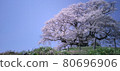 Long-exposure photo of Daigo Sakura 80696906