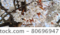 Sakura's portrait 80696947