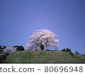 Daigo Sakura no Yozakura 80696948