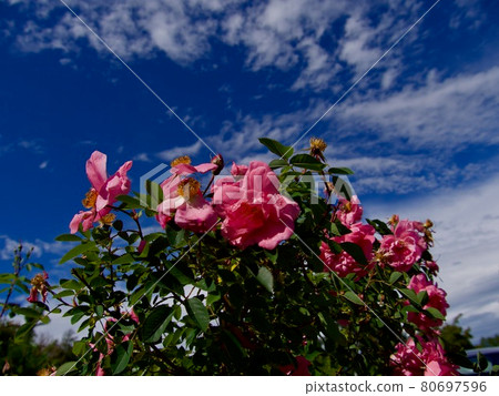 A Pink flowers of a wild rose in spring A Pink flowers of a wild rose in spring 80697596