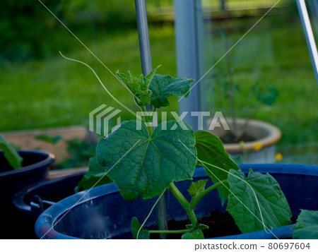 Long rows of cucumber vines to grow vertically in the greenhouse 80697604