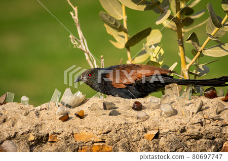 greater coucal or Centropus sinensis closeup or portrait greater coucal or Centropus sinensis closeup or portrait 80697747