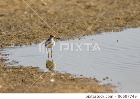 common greenshank or Tringa nebularia close up shot with reflection in water at wetland of keoladeo national park or bharatpur bird sanctuary rajasthan india - Plegadis falcinellus common greenshank or Tringa nebularia close up shot with reflection in water at wetland of keoladeo national park or bharatpur bird sanctuary rajasthan india - Plegadis falcinellus 80697749