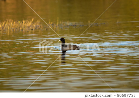 Eurasian coot or common coot or Australian coot or Fulica atra floating in wetland of keoladeo national park or bharatpur bird sanctuary rajasthan india Eurasian coot or common coot or Australian coot or Fulica atra floating in wetland of keoladeo national park or bharatpur bird sanctuary rajasthan india 80697755