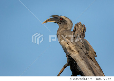indian grey hornbill or Ocyceros birostris portrait at keoladeo national park or bharatpur bird sanctuary rajasthan india indian grey hornbill or Ocyceros birostris portrait at keoladeo national park or bharatpur bird sanctuary rajasthan india 80697756