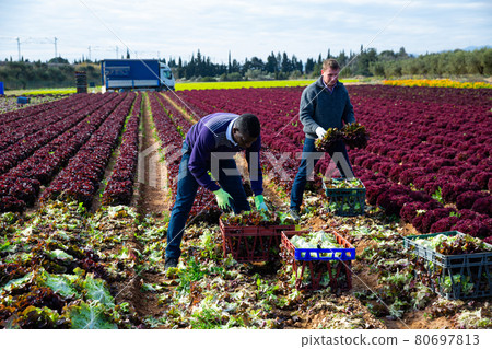 Male workers harvesting lettuce on the field and put in boxes Male workers harvesting lettuce on the field and put in boxes 80697813