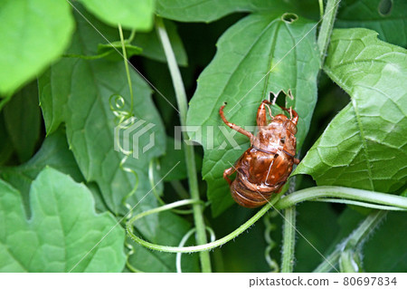 菜園苦瓜葉上的蟬殼 80697834