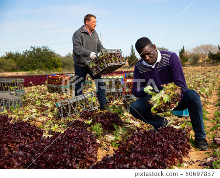 Farmers harvesting red leaf lettuce Farmers harvesting red leaf lettuce 80697837