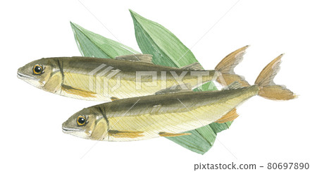 Two sweetfish on top of Haran Two sweetfish on top of Haran 80697890