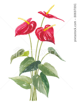 Anthurium 80697891