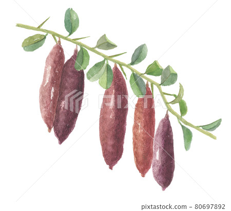 帶葉子的手指酸橙水果魚子醬 80697892